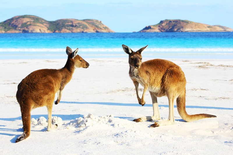 Two kangaroos on a beach