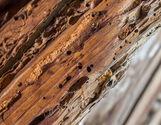 wood affected by termite