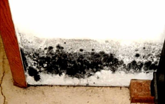 Mold Cleaned